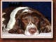 E-cards mit Hunden und Welpen